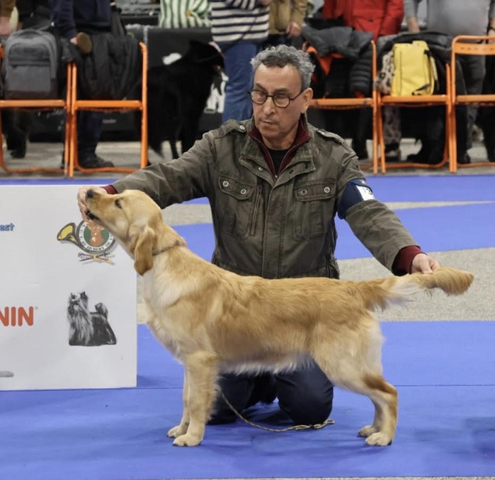 Am&eacute;lig tr&egrave;s prometteur classe puppy CACIB Nantes 2025