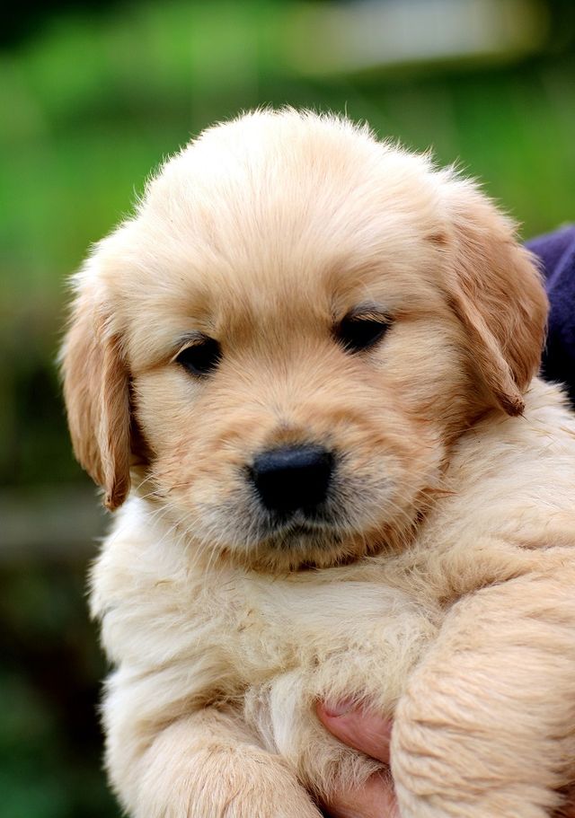 Chiots 6 semaines