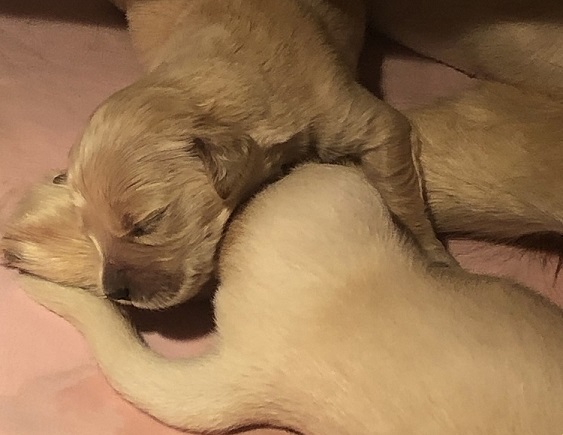 Chiots 15 jours