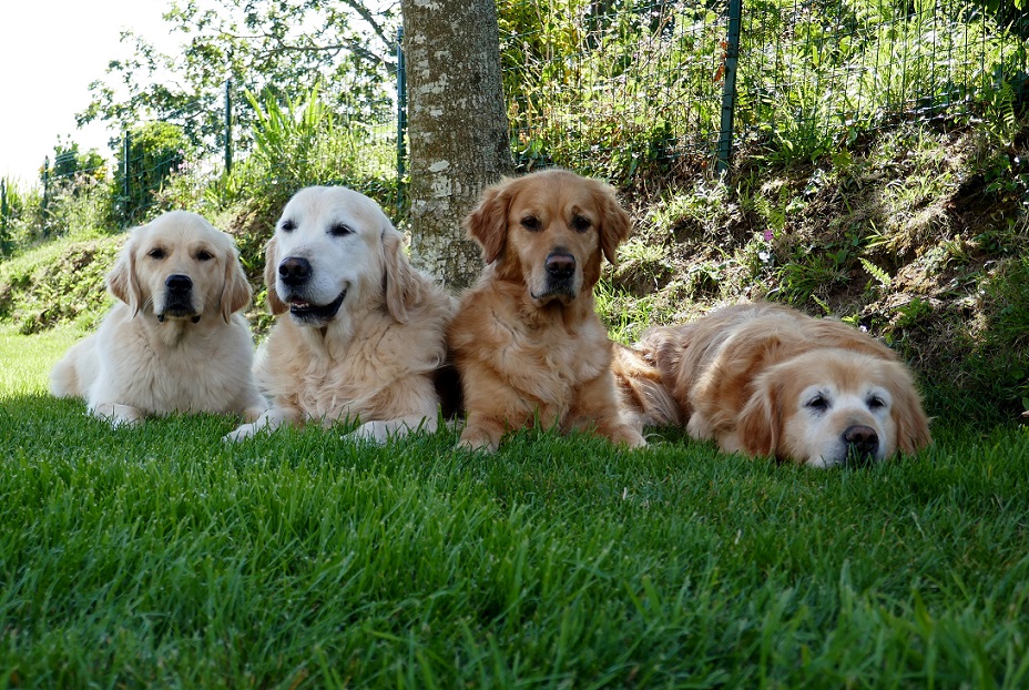 Schuppa Chupps , Ifig , Maélig et notre doyenne Fidélig