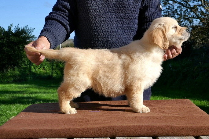 chiot mâle 7 semaines