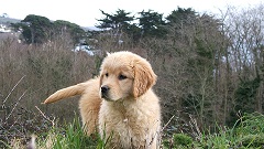 bébé golden retriever